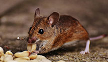 24 Hour & Emergency Exterminators in Saint Clairsville, OH